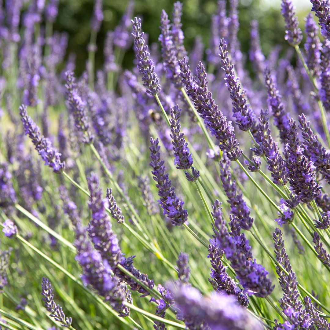 where to buy lavender plants in ontario Buy Now | Lavandula 'Grosso' | Ontario Grown