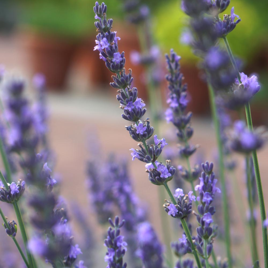 where to buy lavender plants in ontario Buy Now | Lavandula 'Phenomenal' | Ontario Grown