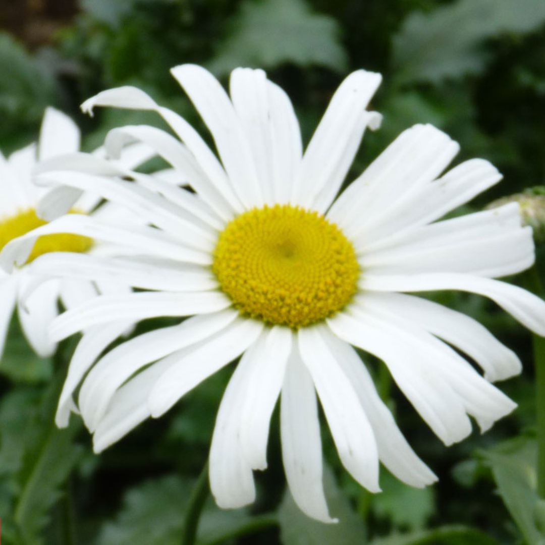 Leucanthemum 'Starburst'