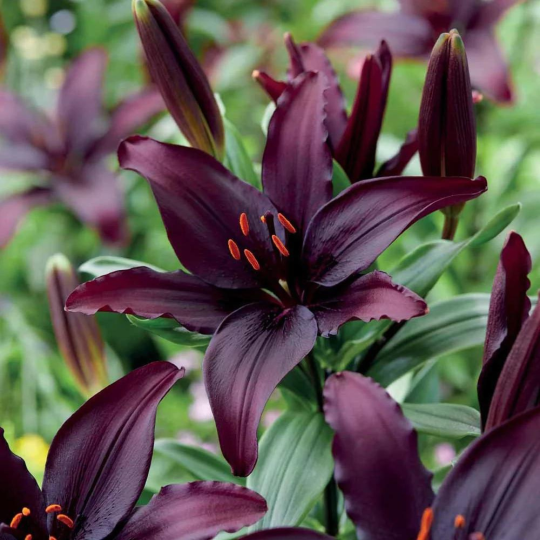 asiatic lily black Buy Now | Lilium 'Blacklist' | Ontario Grown