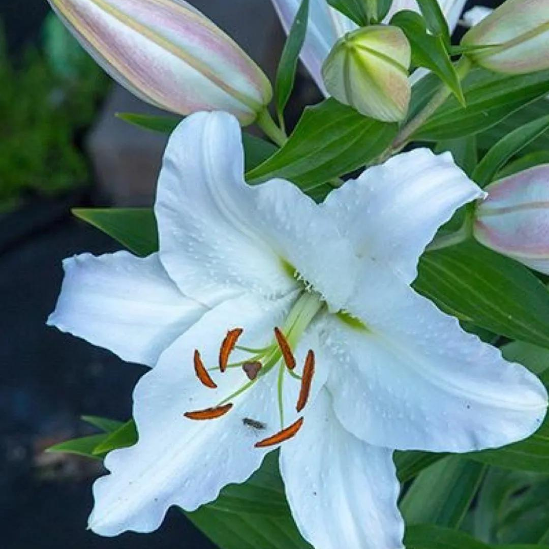 chaste white lily Lilium 'Casablanca' | Ontario Grown Lily