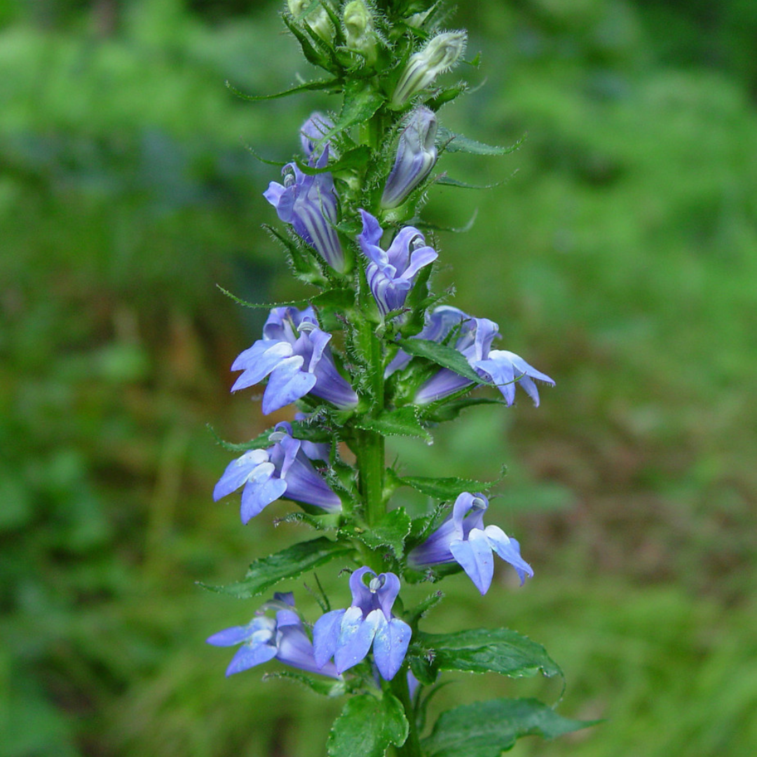 Lobelia siphilitica