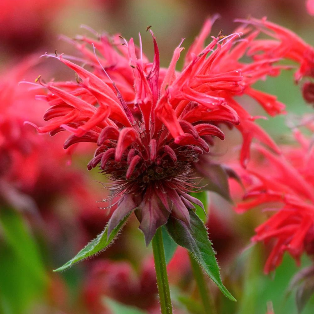 Monarda hybrid 'Fireball'
