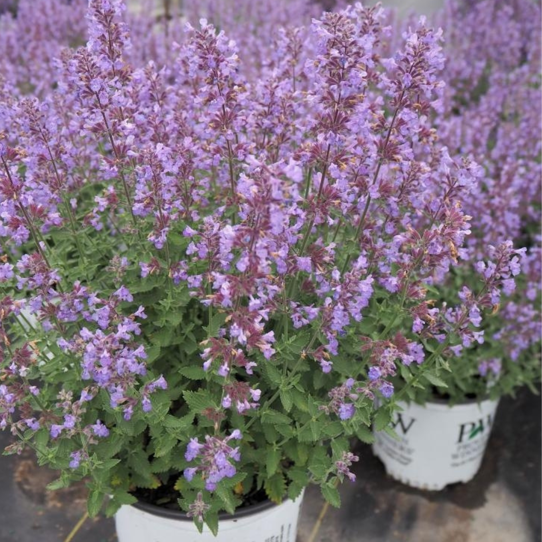 Nepeta 'Cat's Meow'