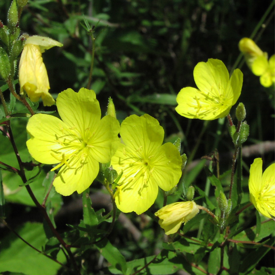 Oenothera fruticosa