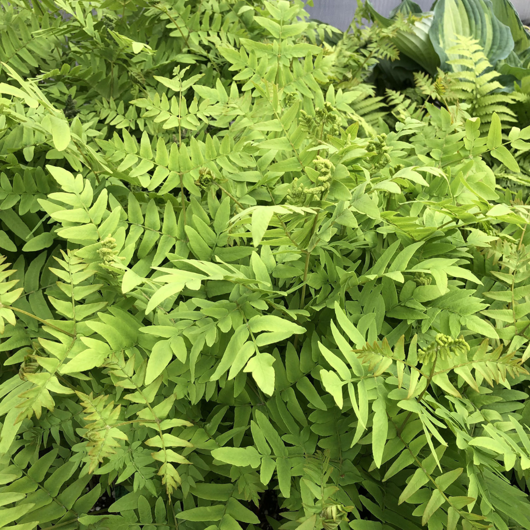 Osmunda regalis 'Royal Fern'