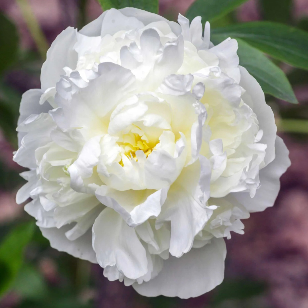 Paeonia 'Duchesse de Nemours'