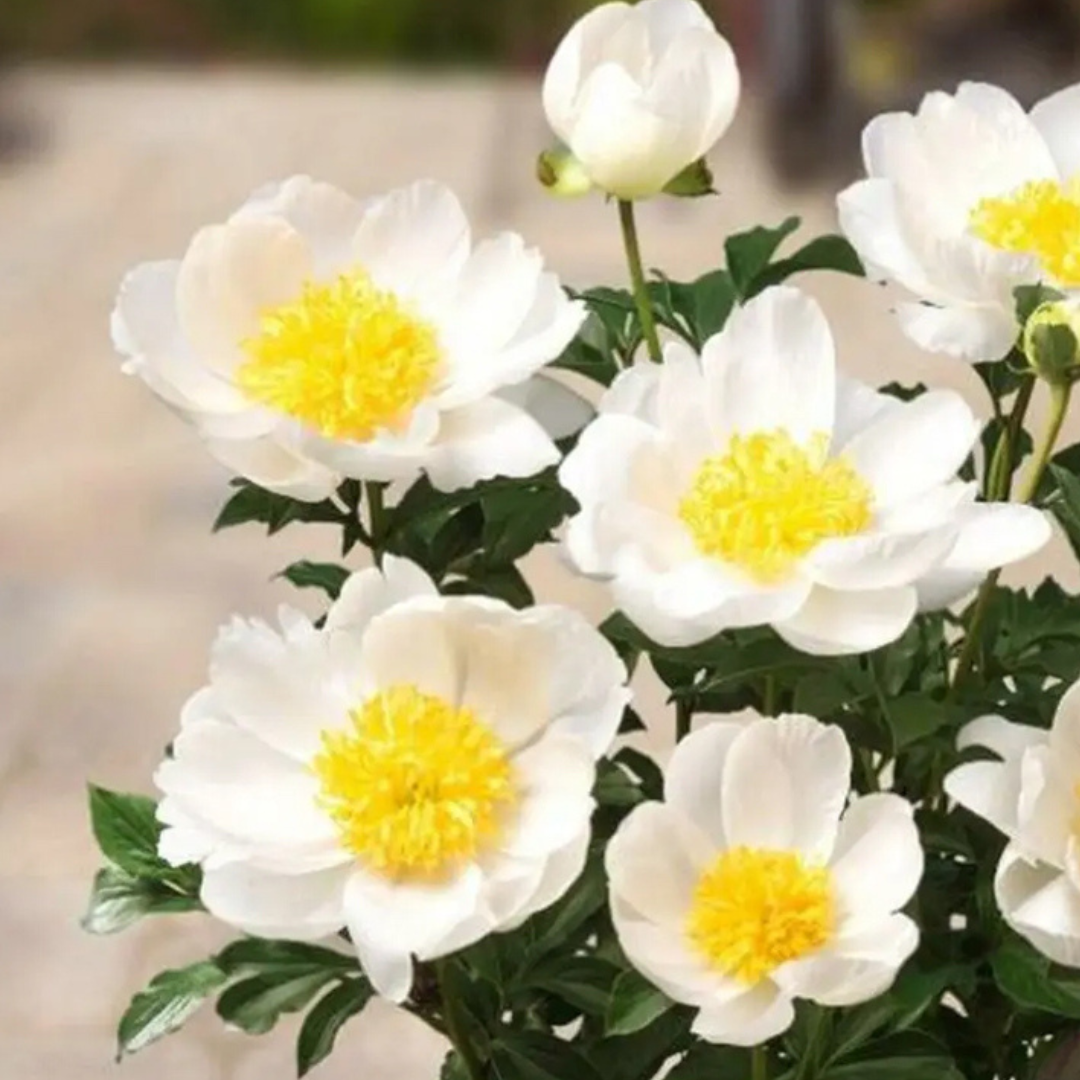 Paeonia 'Patio Madrid'