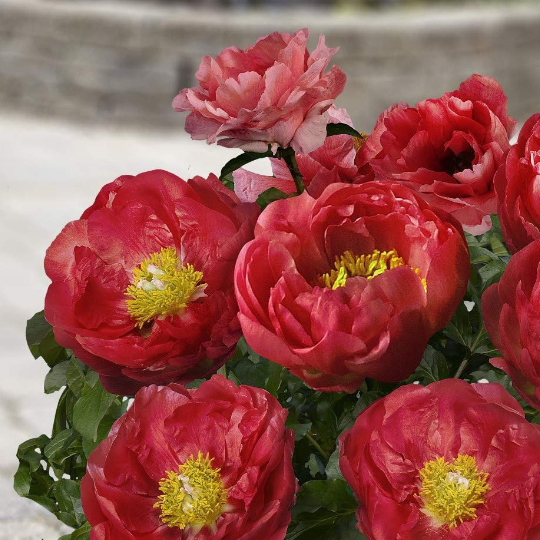 Paeonia 'Patio Moscow'