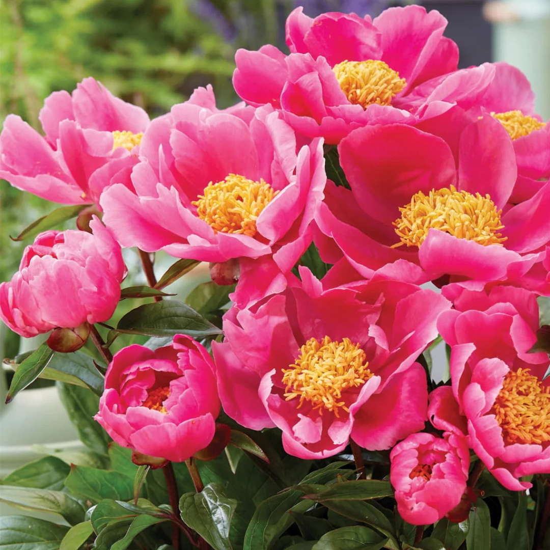 Paeonia 'Patio Rome'