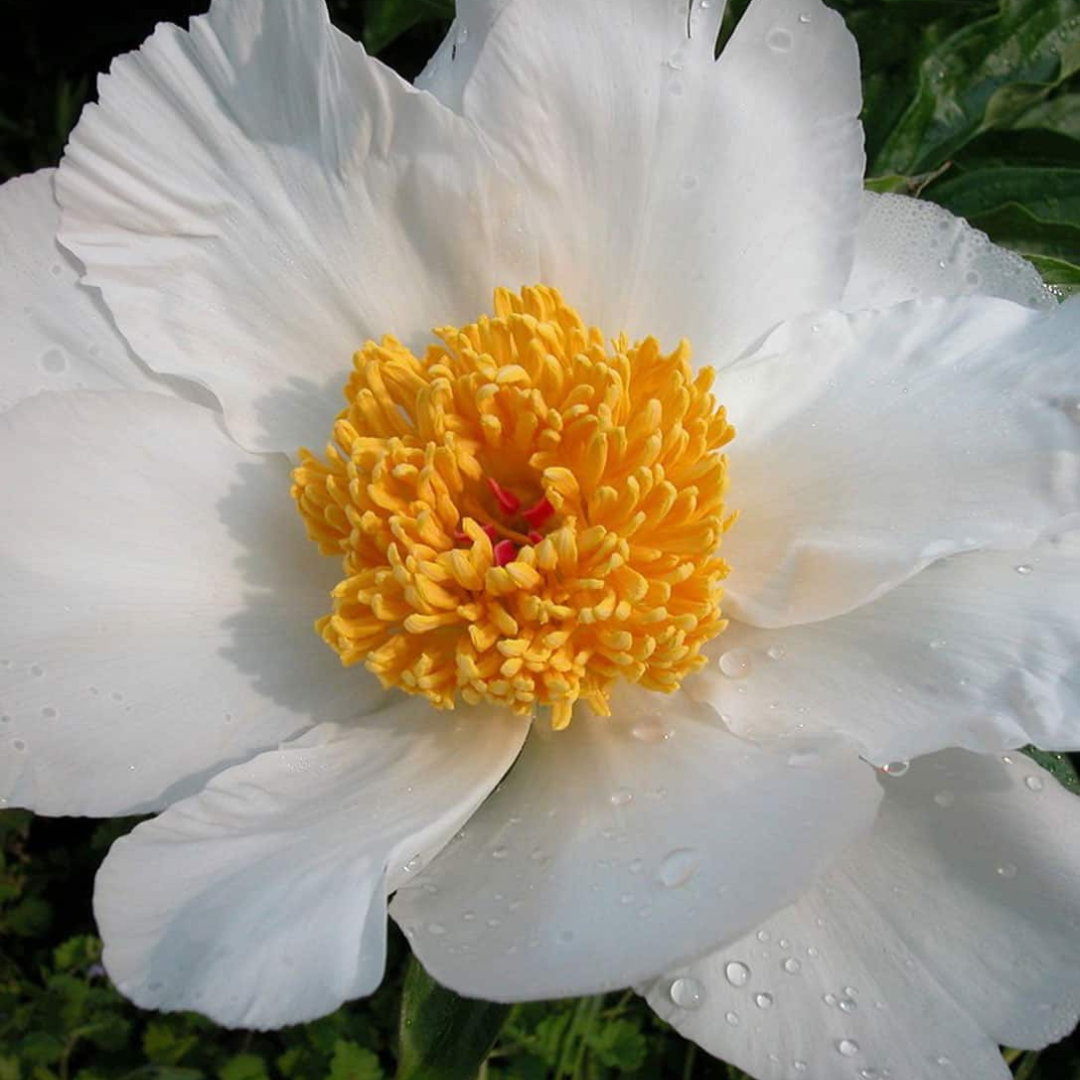 Paeonia 'White Wings' – Ethereal Beauty in Bloom