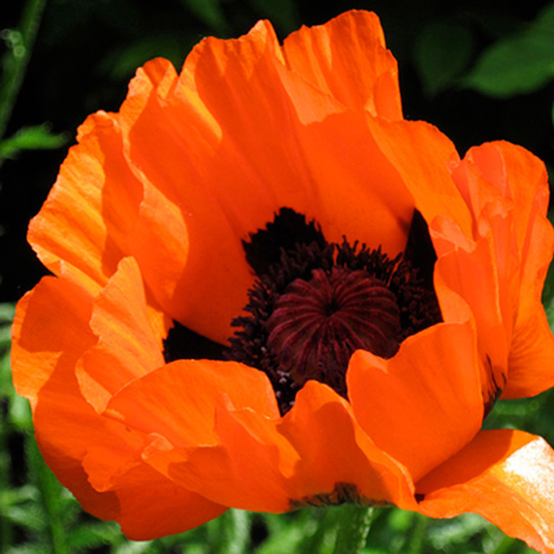 Papaver 'Princess of Orange'