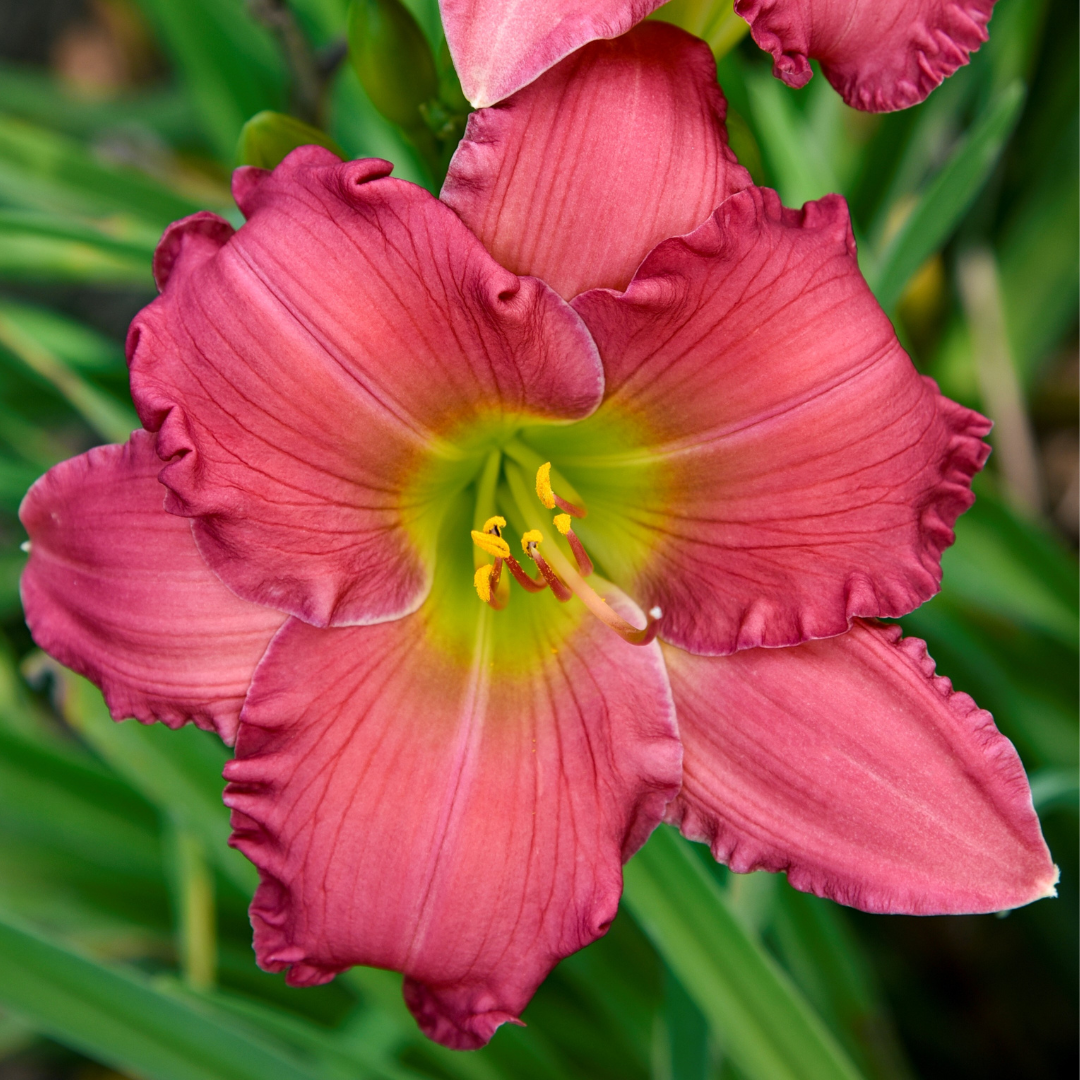 Hemerocallis hybrid 'Passionate Returns'