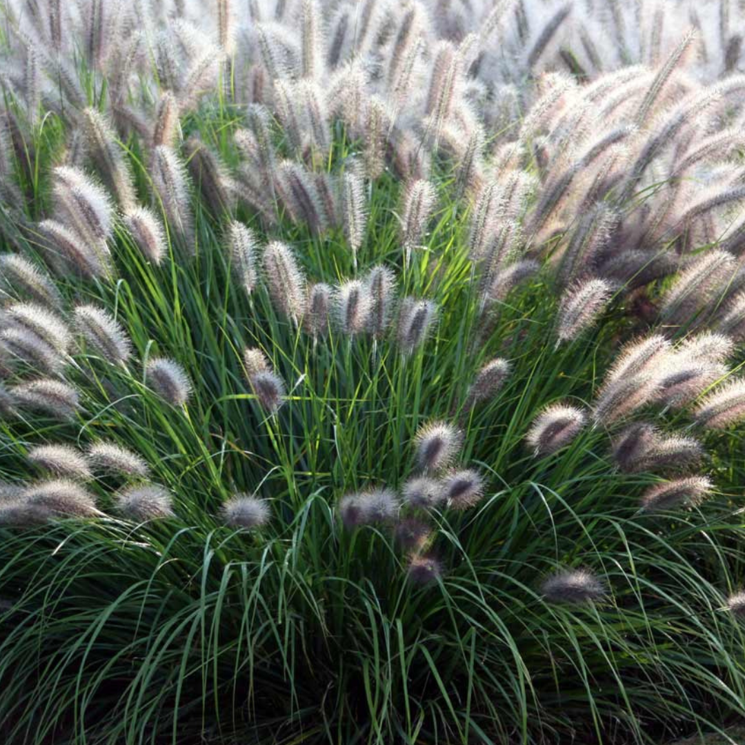 Pennisetum alopecuroides 'Moudry'
