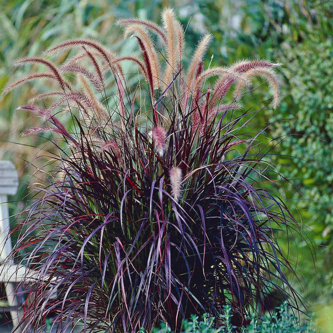 Pennisetum setaceum 'Rubrum'