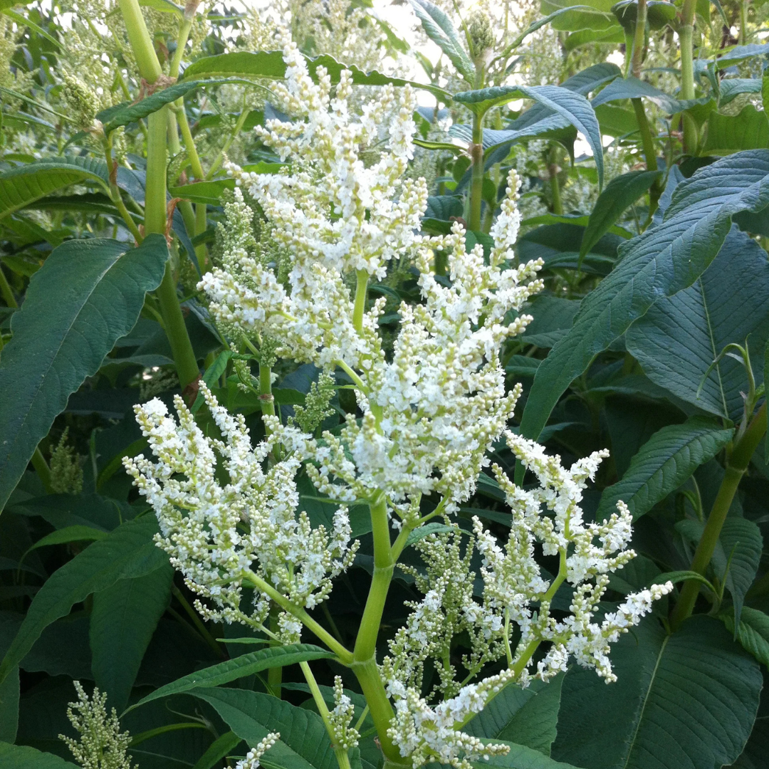 Persicaria polymorpha