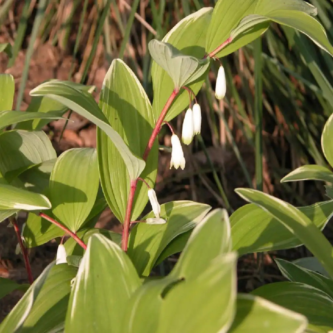 Polygonatum multiflorum 'Variegatum'