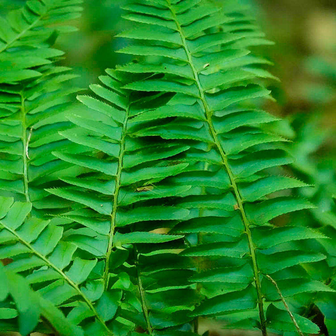 Polystichum acrostichoides 'Christmas Fern'