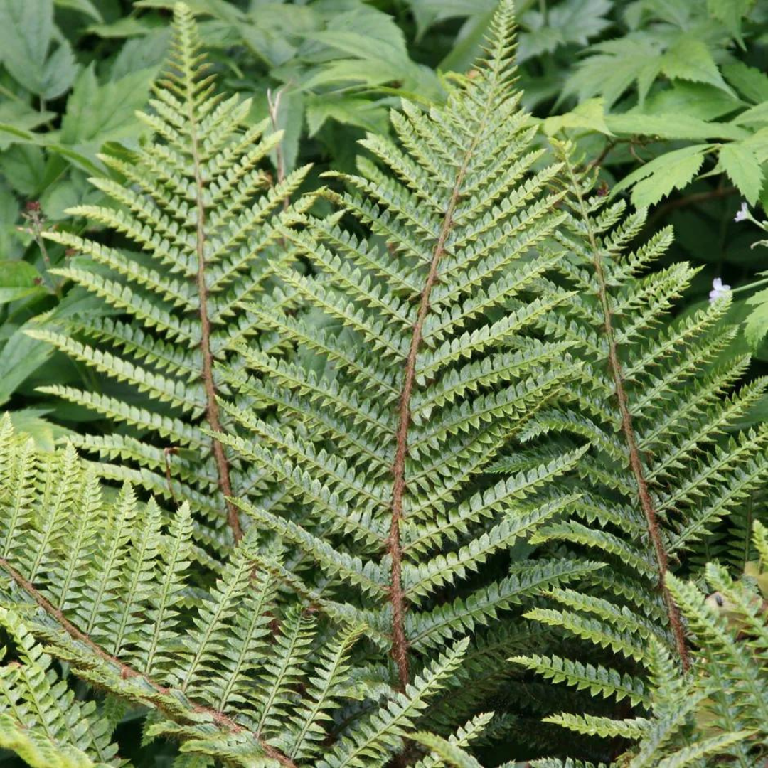 Polystichum polyblepharum 'Tassel Fern'