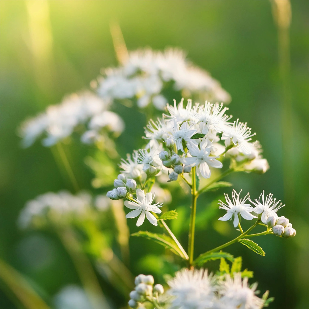 Pycnanthemum virginianum