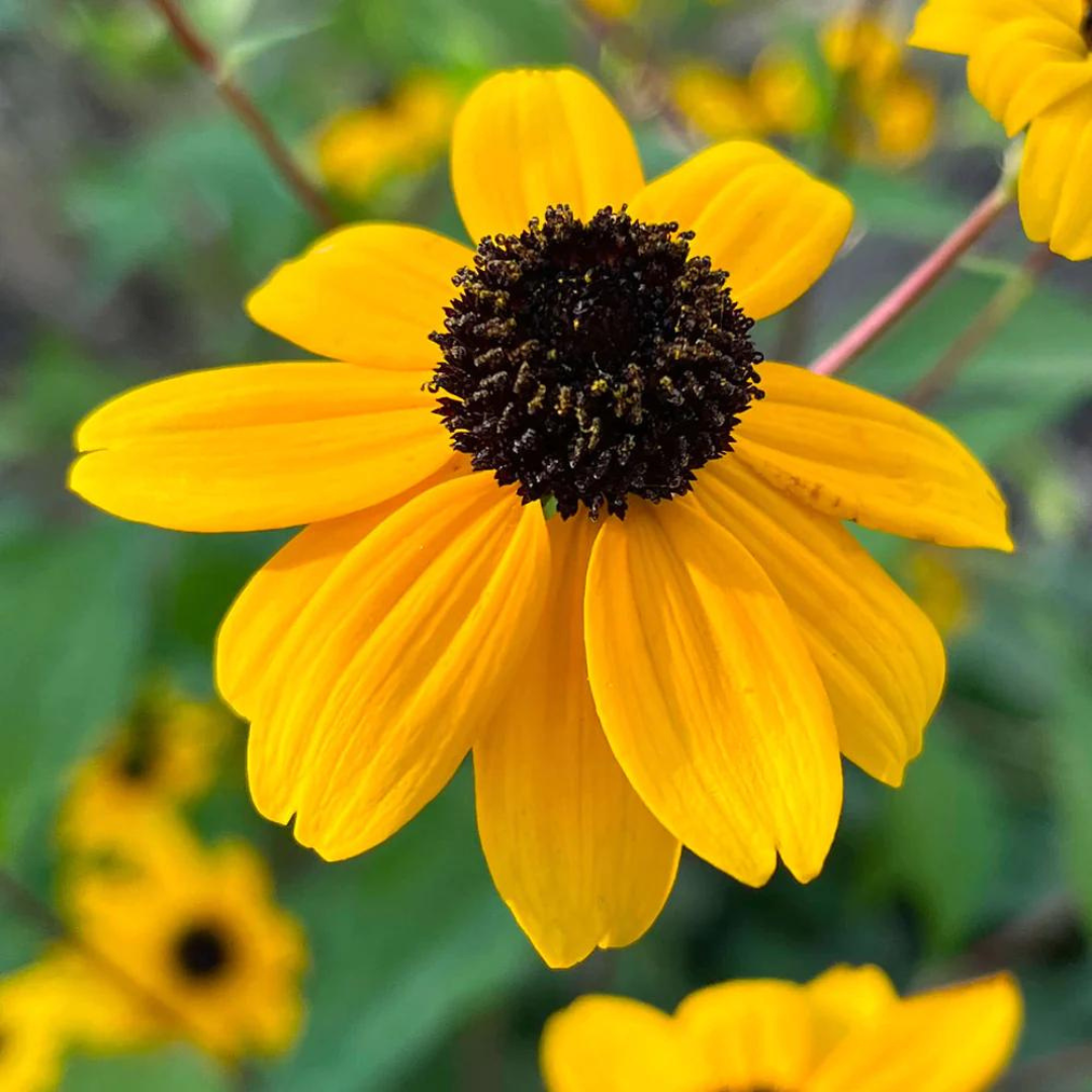 Rudbeckia triloba