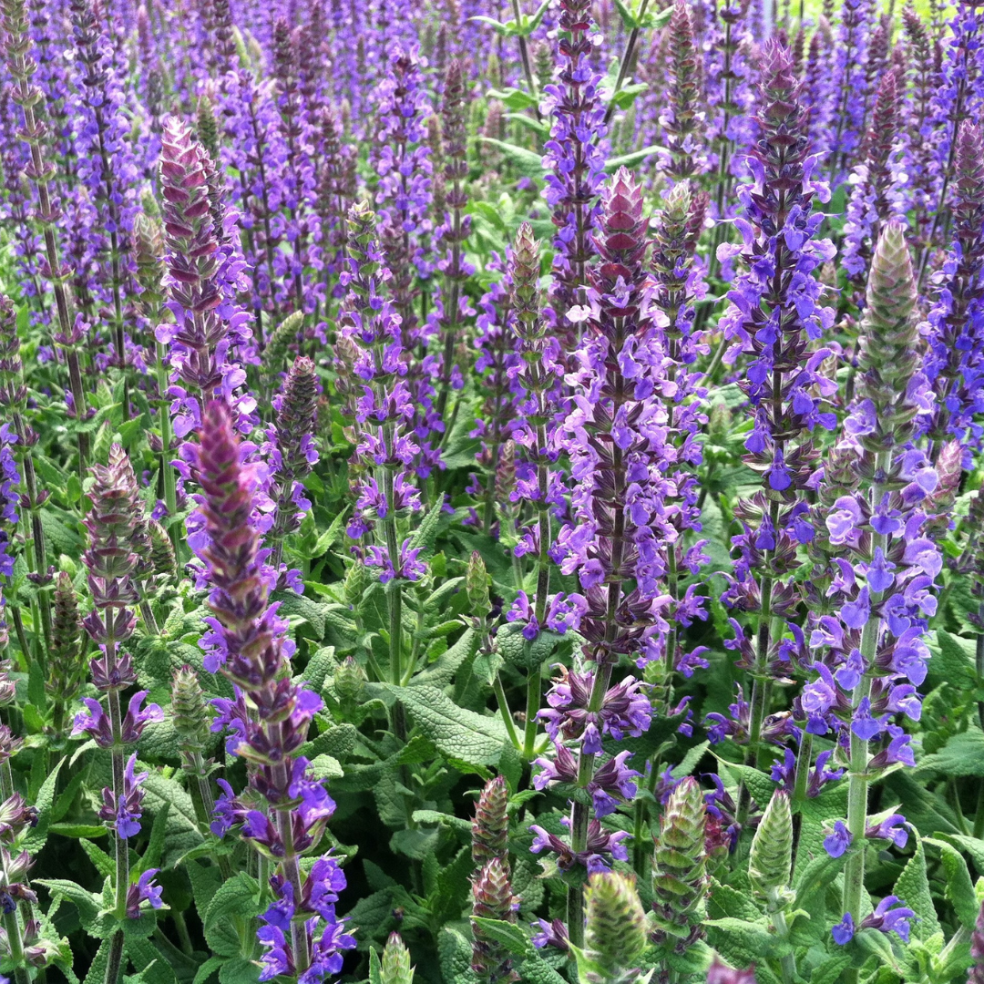 Salvia 'Blue Queen'