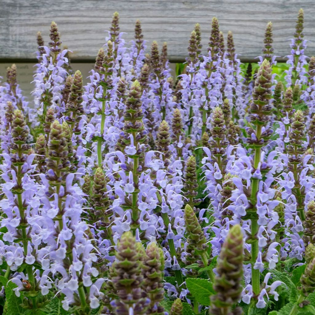 Salvia nemorosa 'Bumblesky'