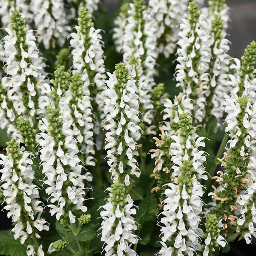 Salvia nemorosa 'Bumblesnow'