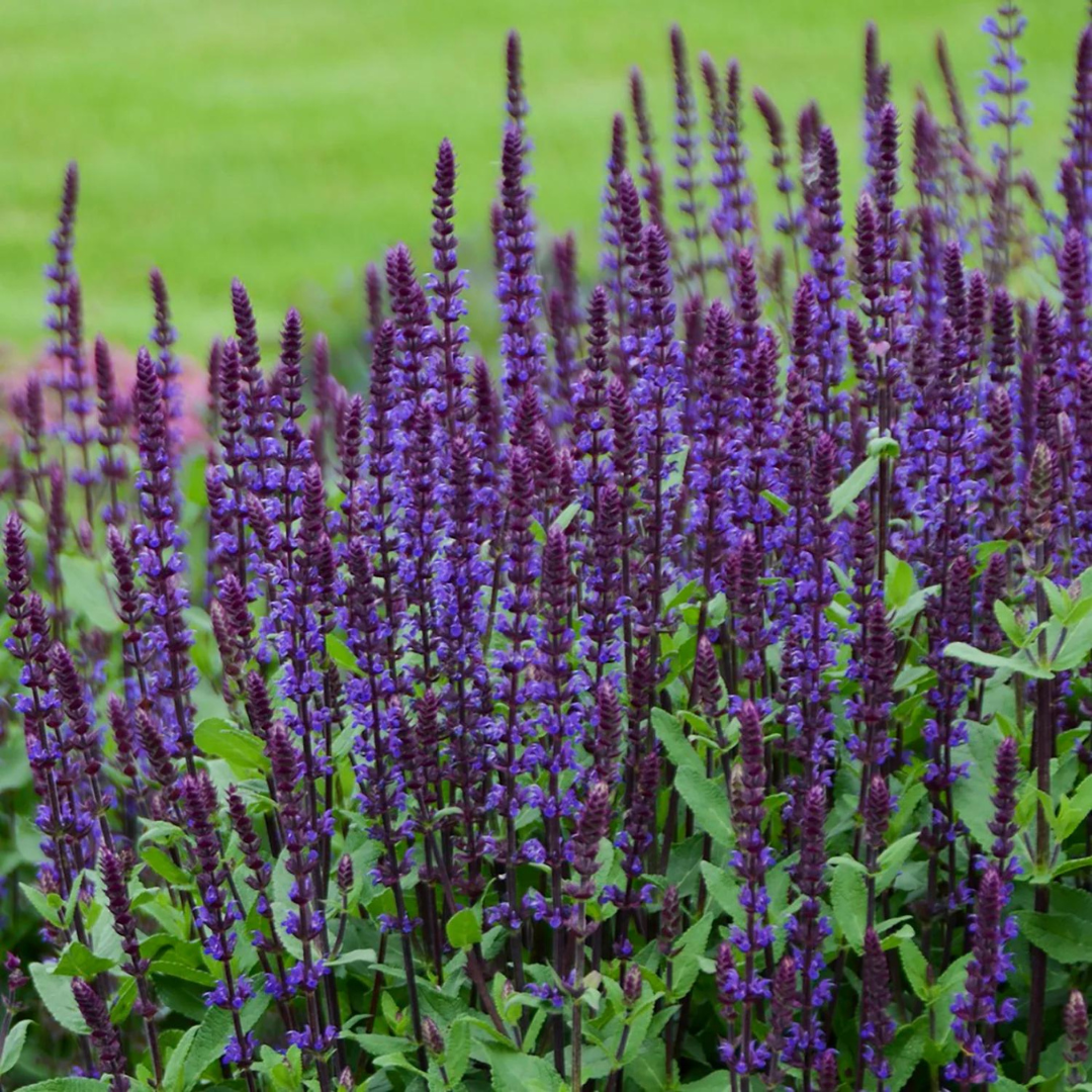 Salvia nemorosa 'Caradonna'