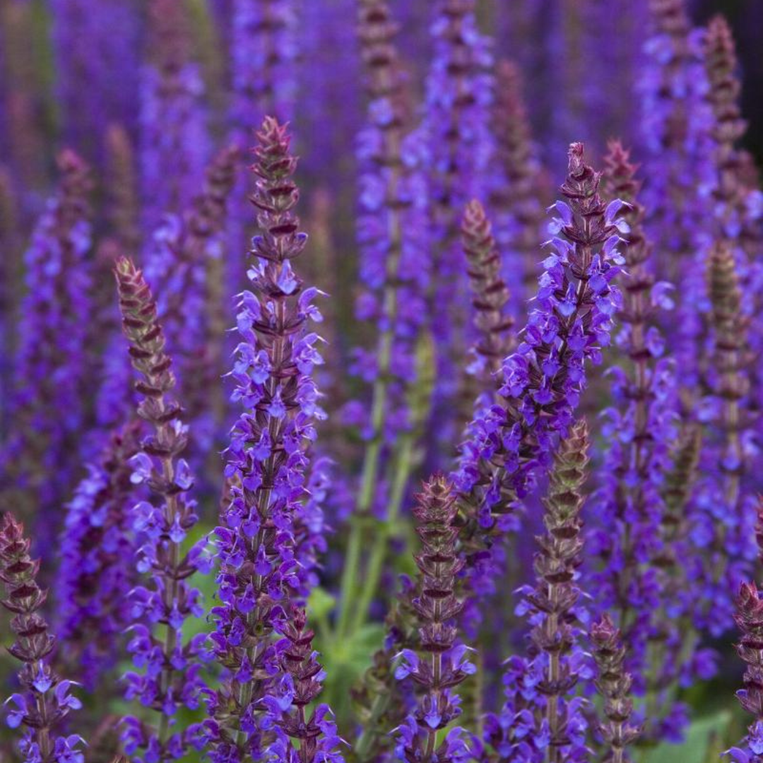 Salvia nemorosa 'East Friesland'