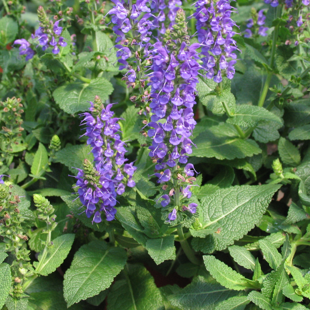 Salvia nemorosa 'May Night'