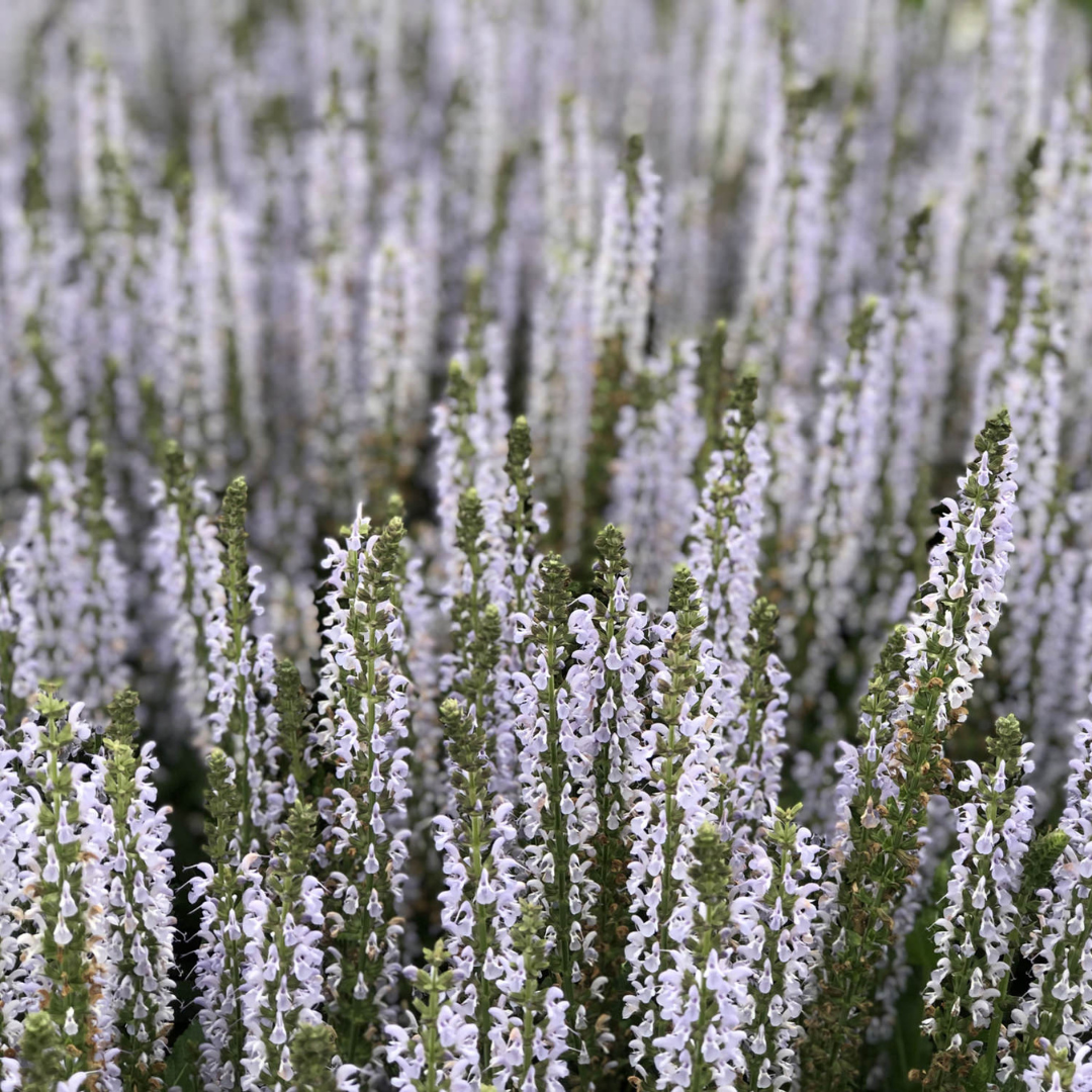 Salvia nemorosa 'Perfect Profusion'