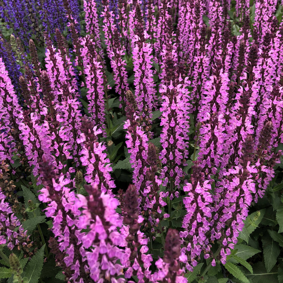 Salvia nemorosa 'Pink Profusion'