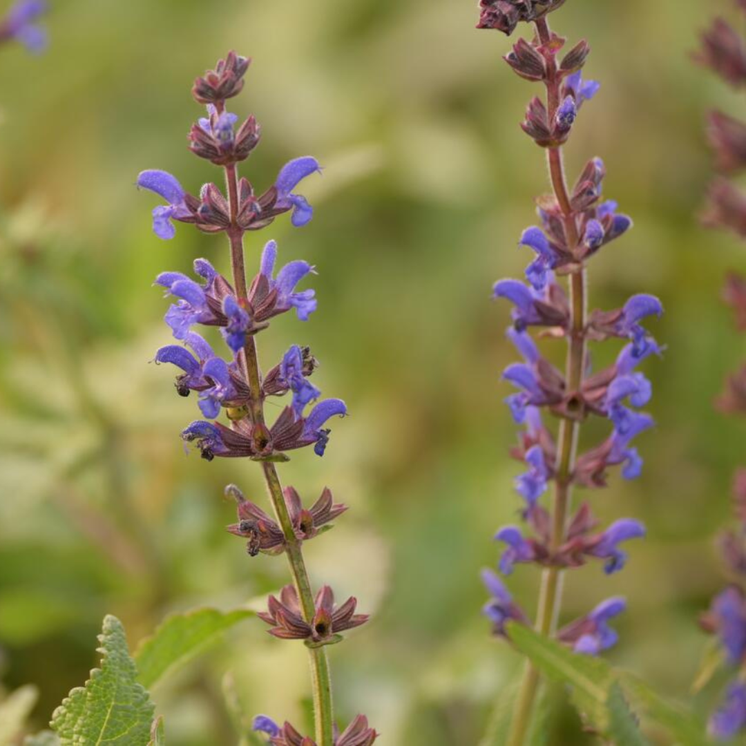 Salvia nemorosa 'Spring King'