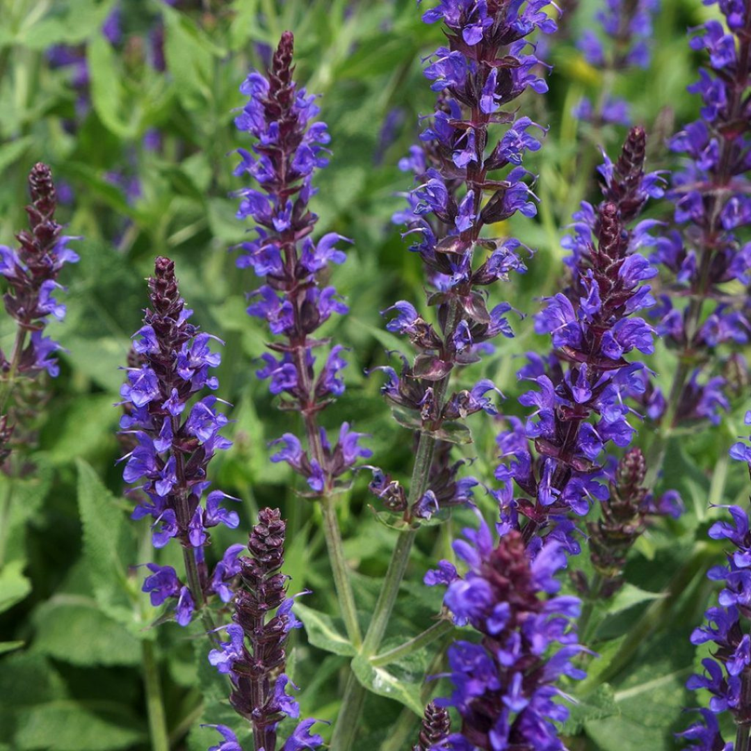 Salvia nemorosa 'Violet Riot'