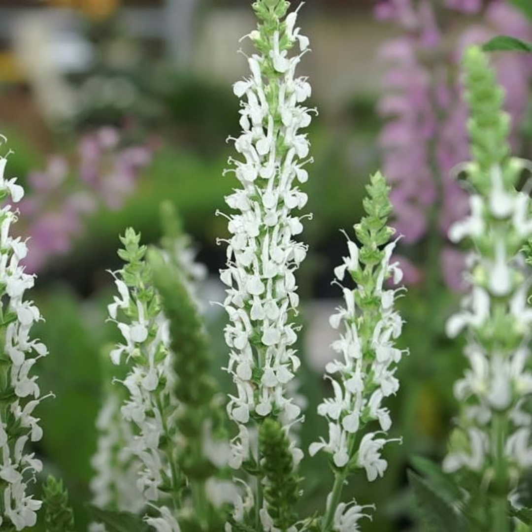 Salvia x sylvestris 'Snowhill'