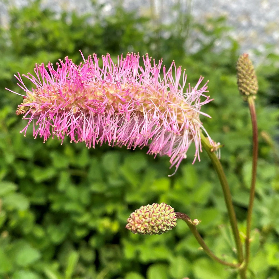 Sanguisorba obtusa