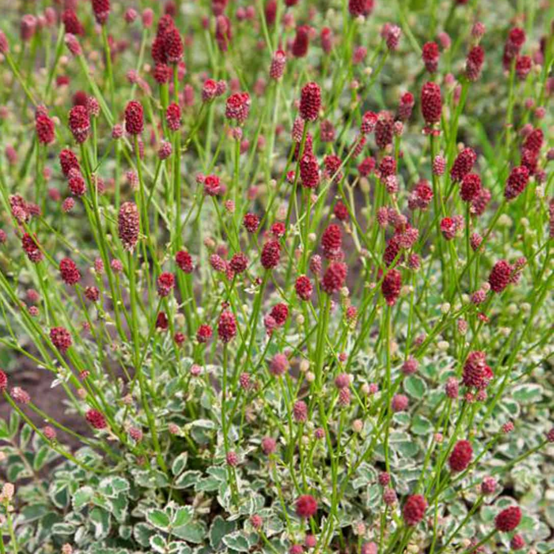 Sanguisorba officinalis 'Little Angel'