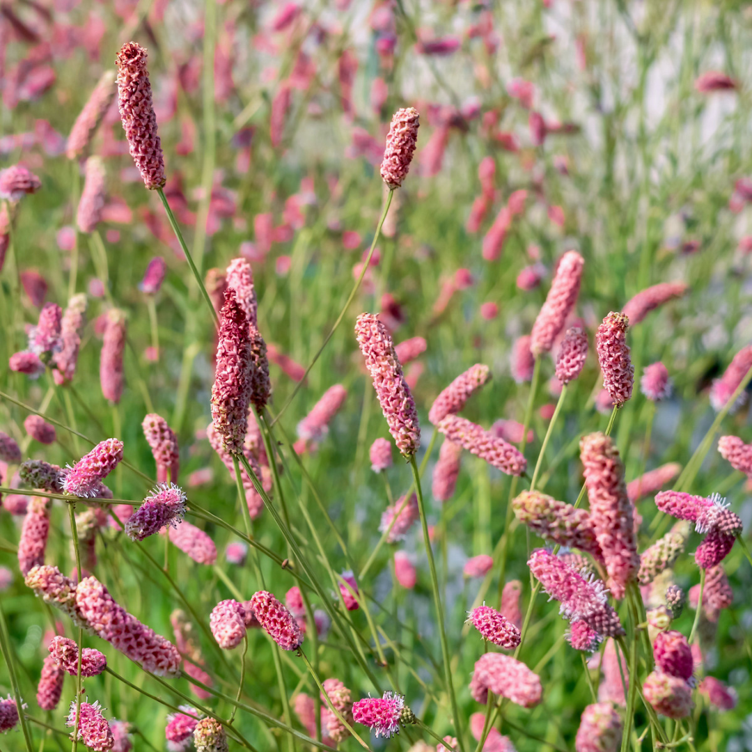 Sanguisorba officinalis 'Pink Tanna'