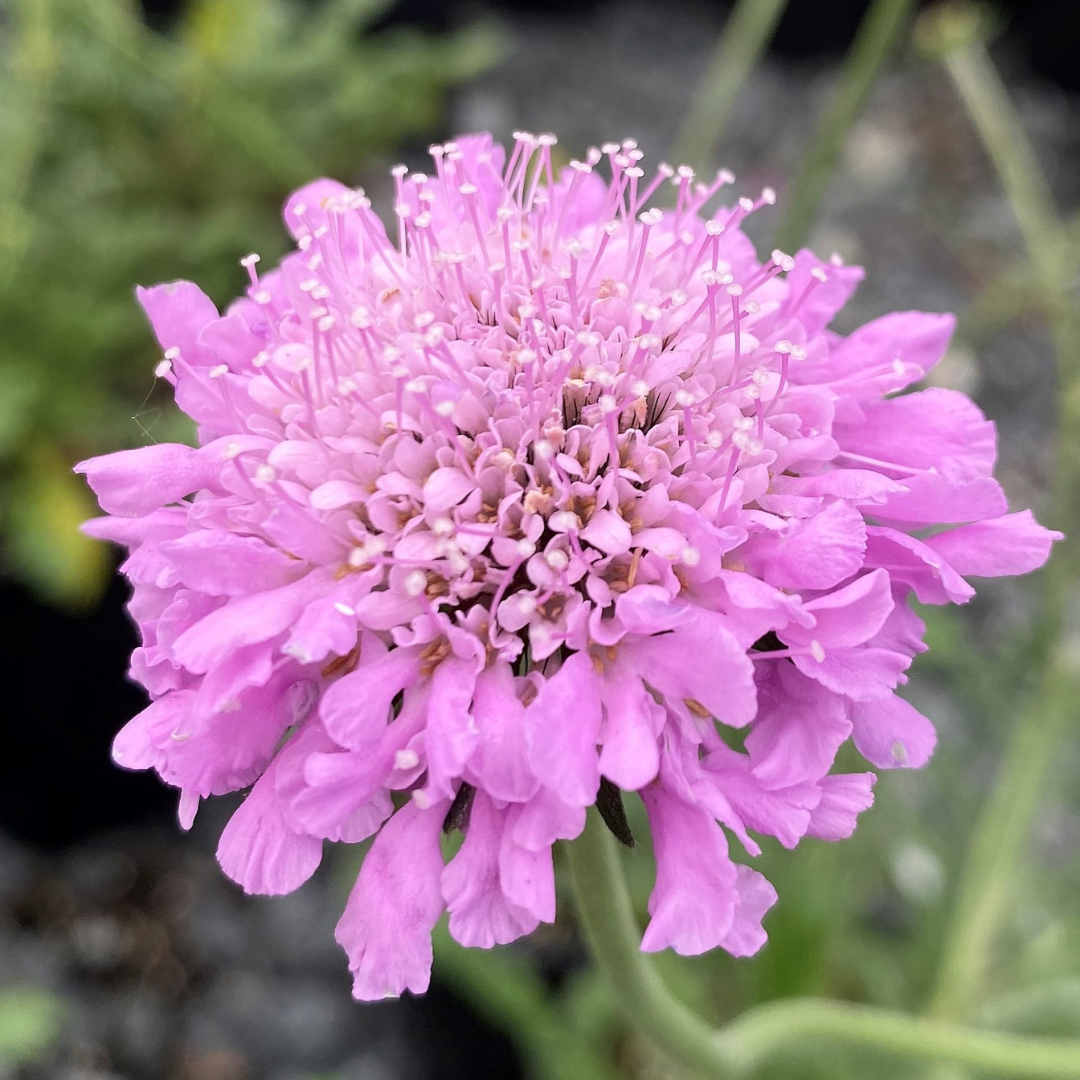 Scabiosa columbaria 'Pink Mist'