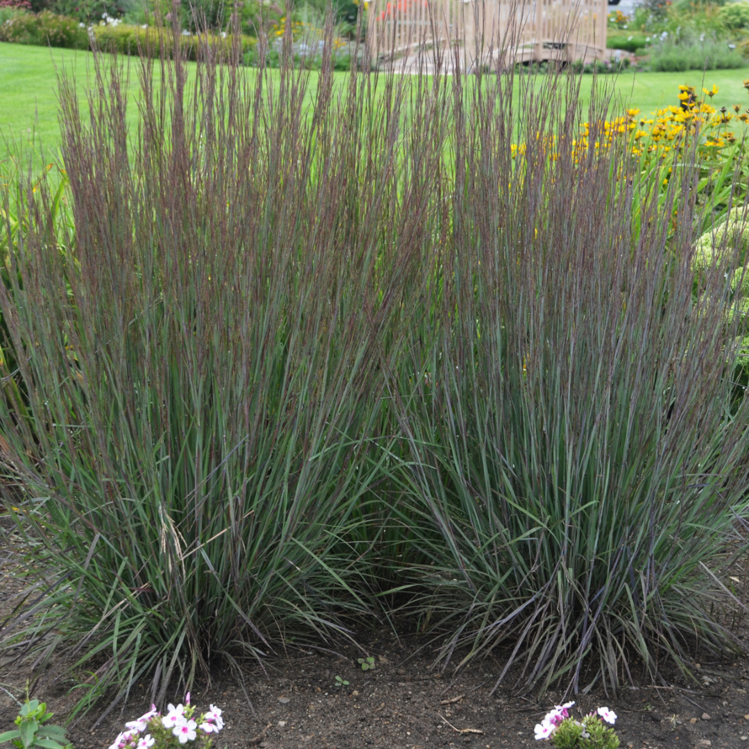 Schizachyrium 'Smoke Signal'