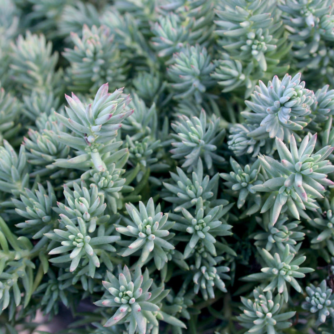 blue spruce succulent Shop Sedum 'Blue Spruce'