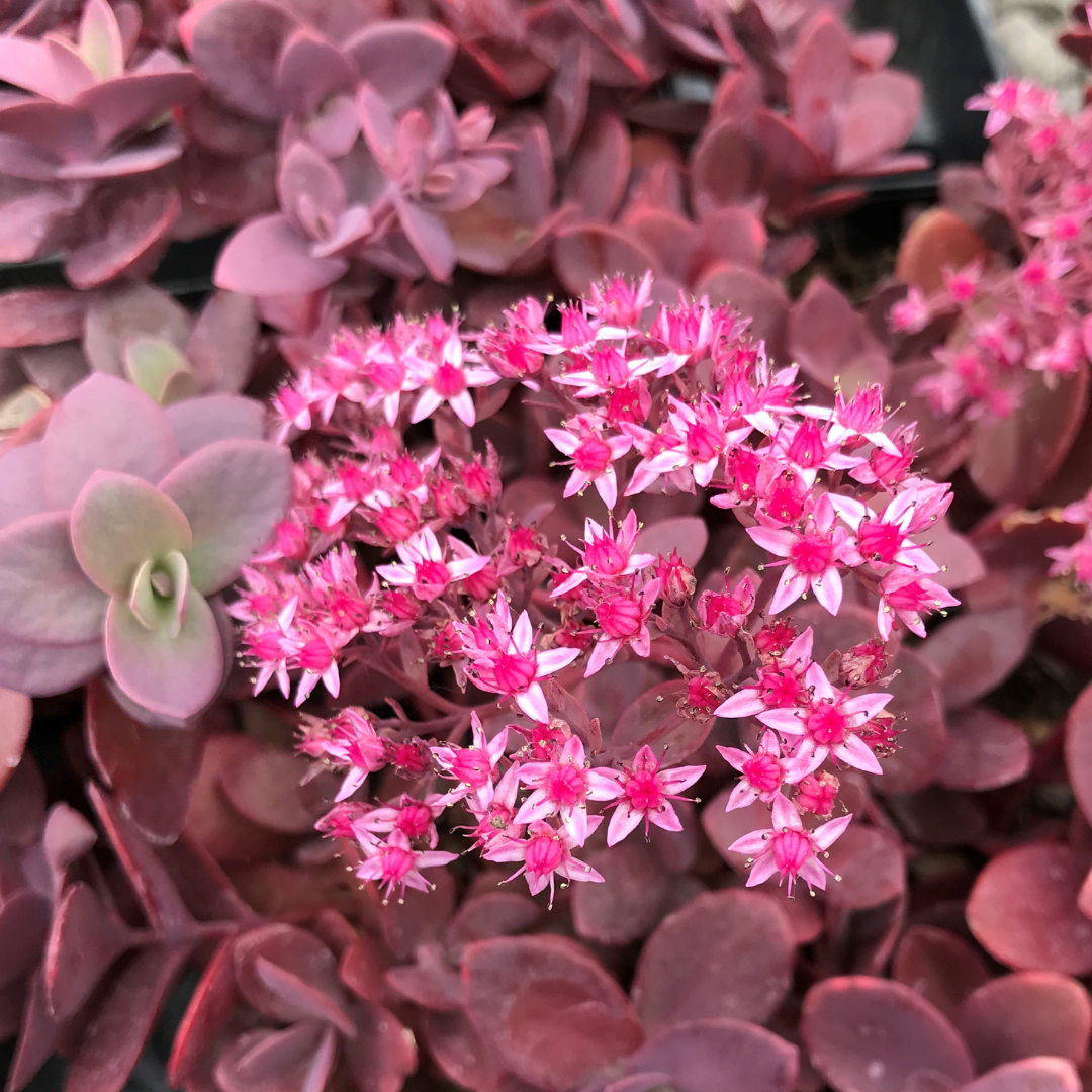 Sedum 'Cherry Tart'
