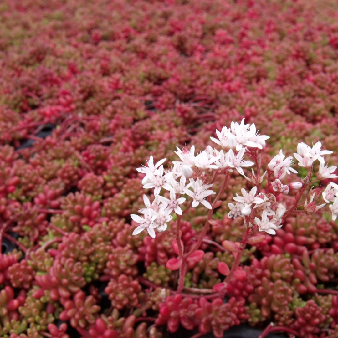 Sedum 'Coral Carpet' – A Vibrant and Versatile Groundcover