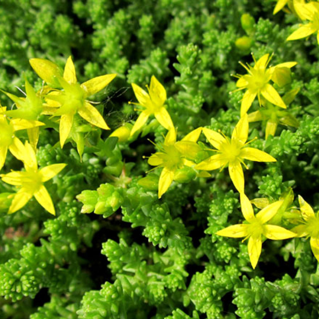 Sedum 'Czar's Gold'