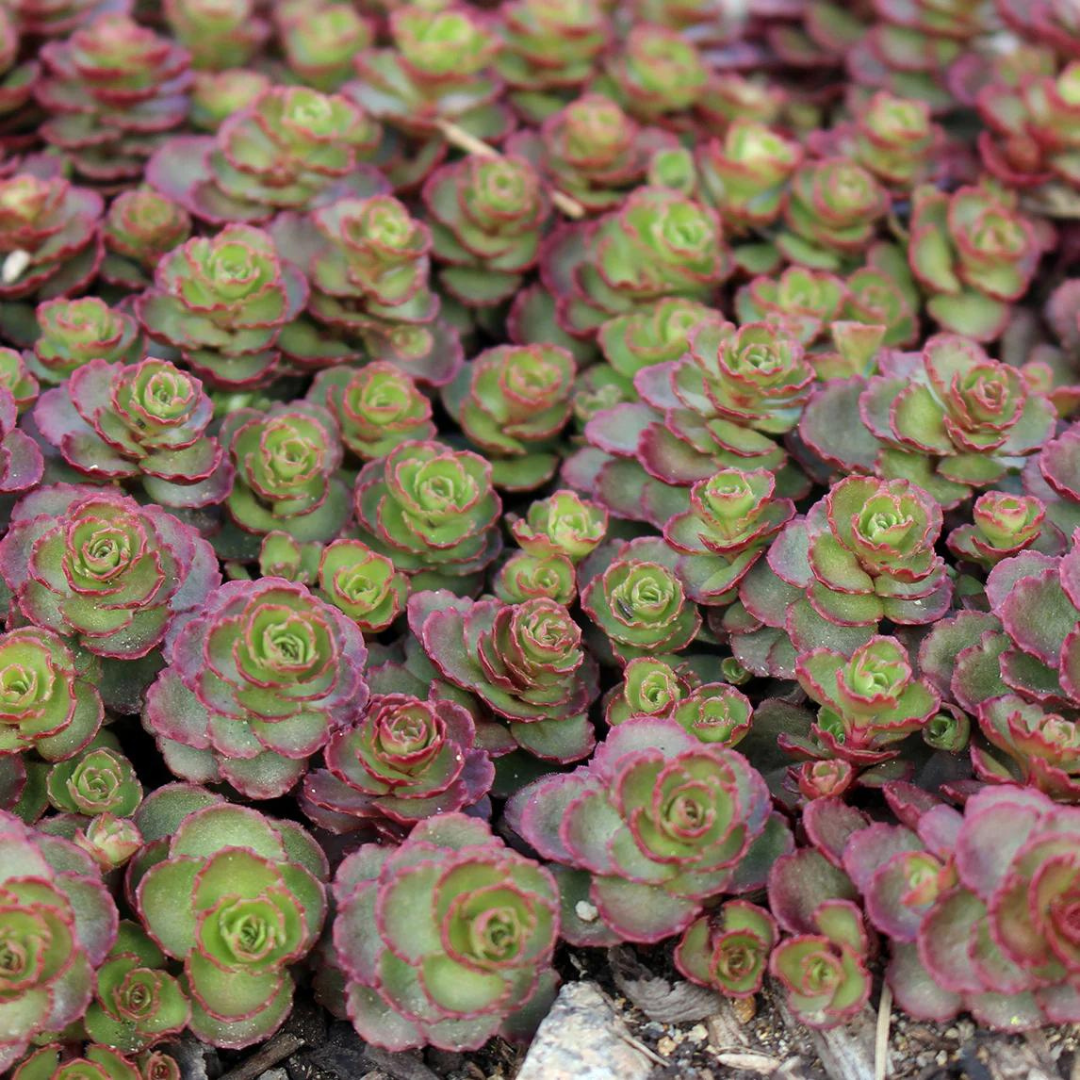 dragon succulent Grown to Inspire | Sedum 'Dragon's Blood'