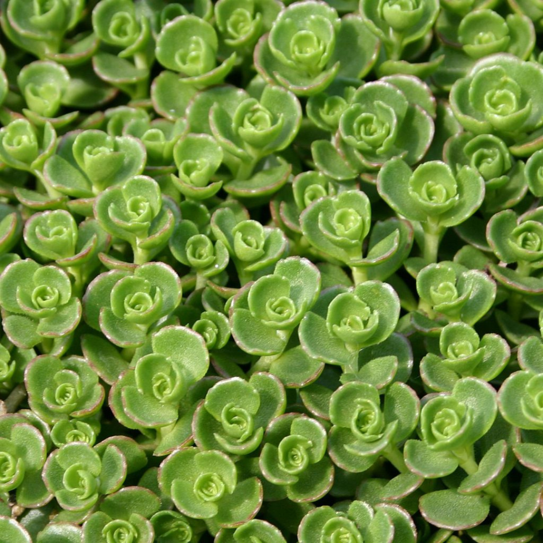 Sedum 'John Creech'