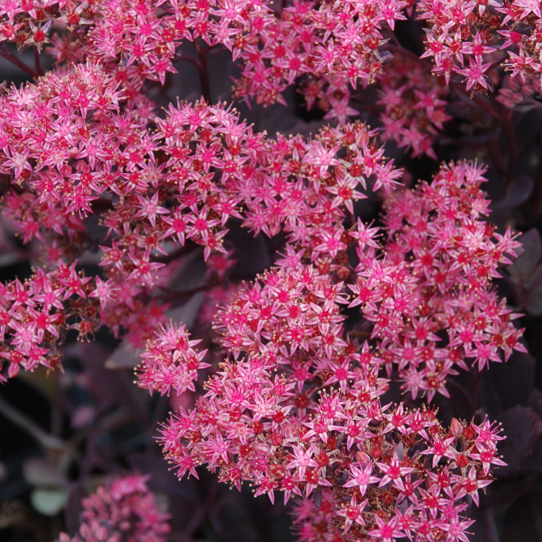 Sedum 'Plum Dazzled'