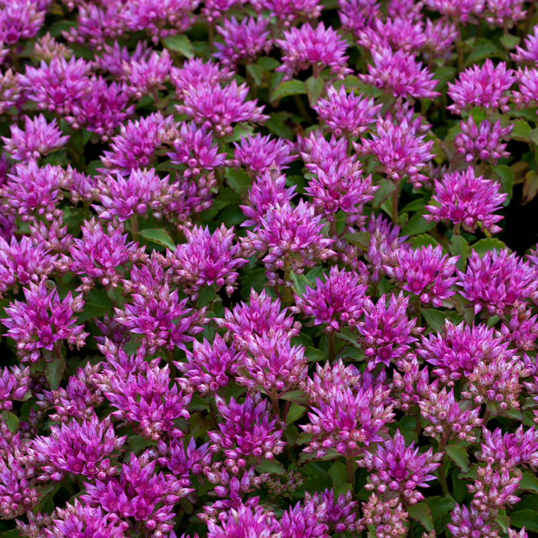 Sedum 'Summer Glory'
