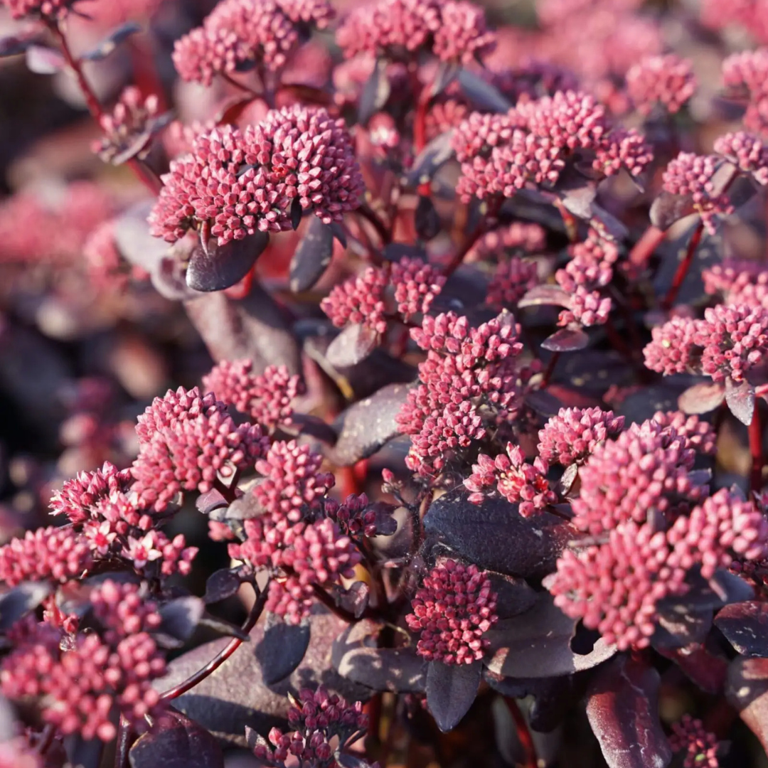 Sedum 'Touchdown Teak'
